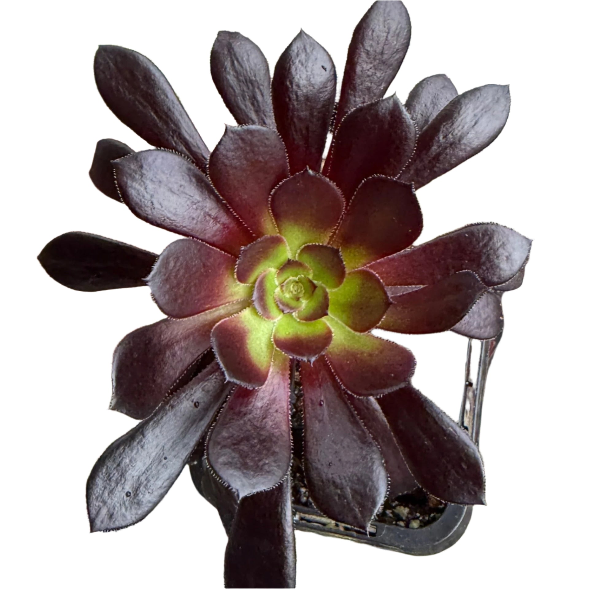 black rose succulent australia Aeonium 'Black Rose' – Bold, Dark Rosette Succulent for Full Sun – Wera Plants