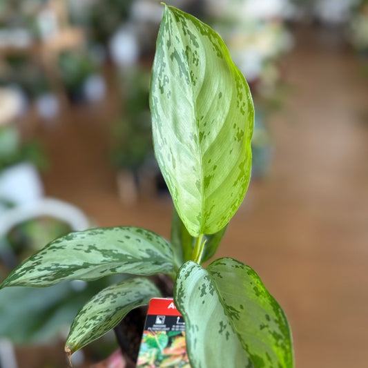 Aglaonema