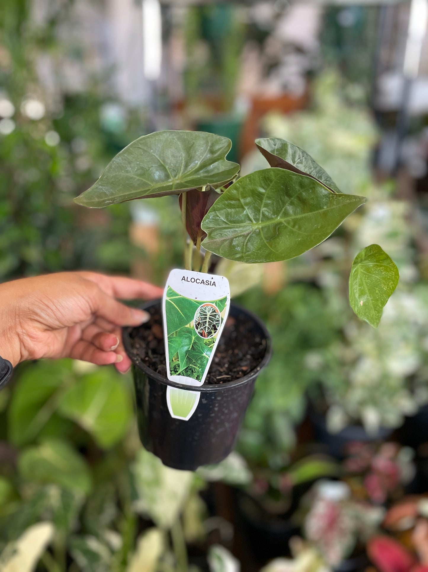 Shop exotic plants