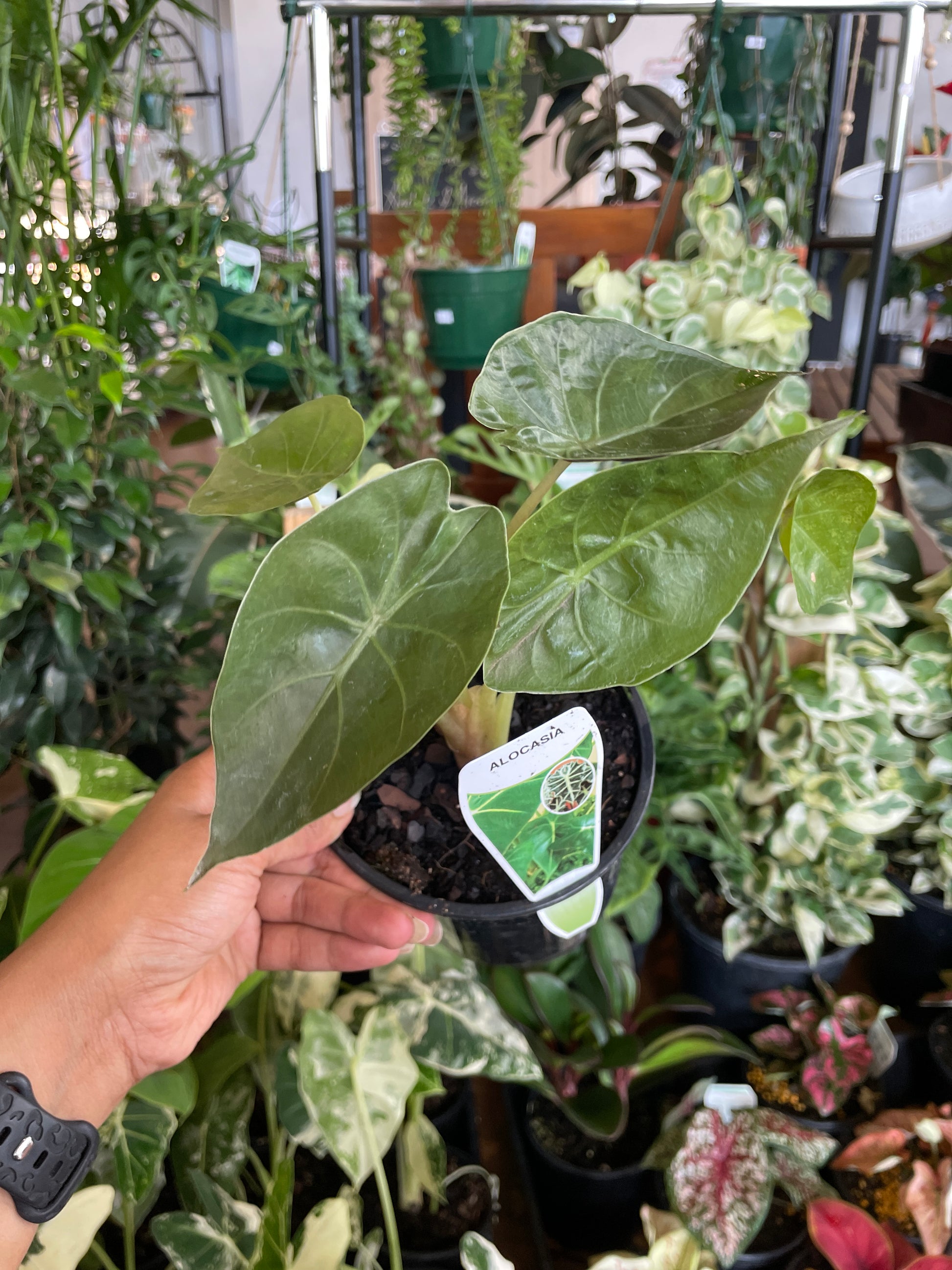 alocasias near me