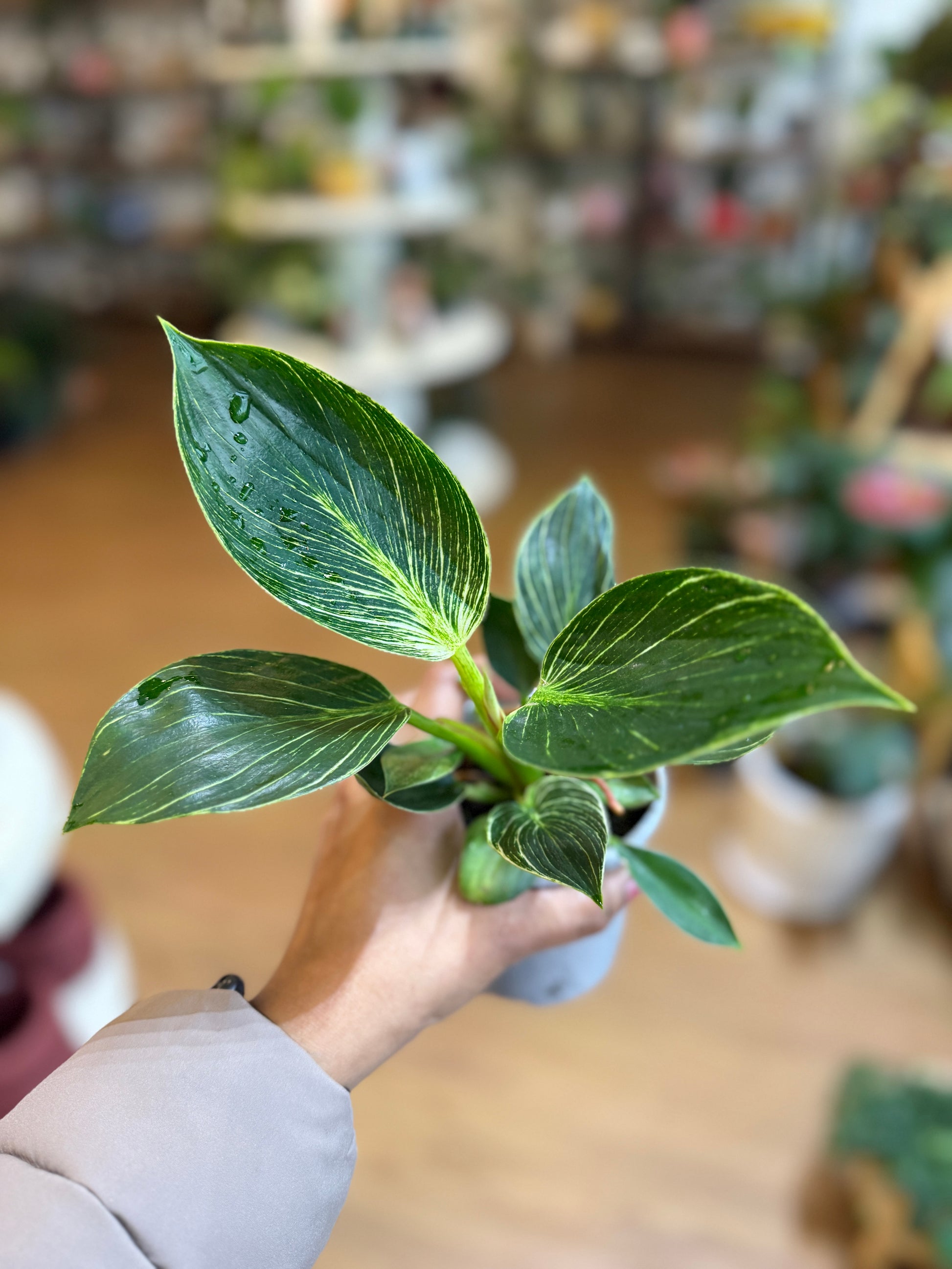 philodendron 'birkin' care Philodendron Birkin Care Guide