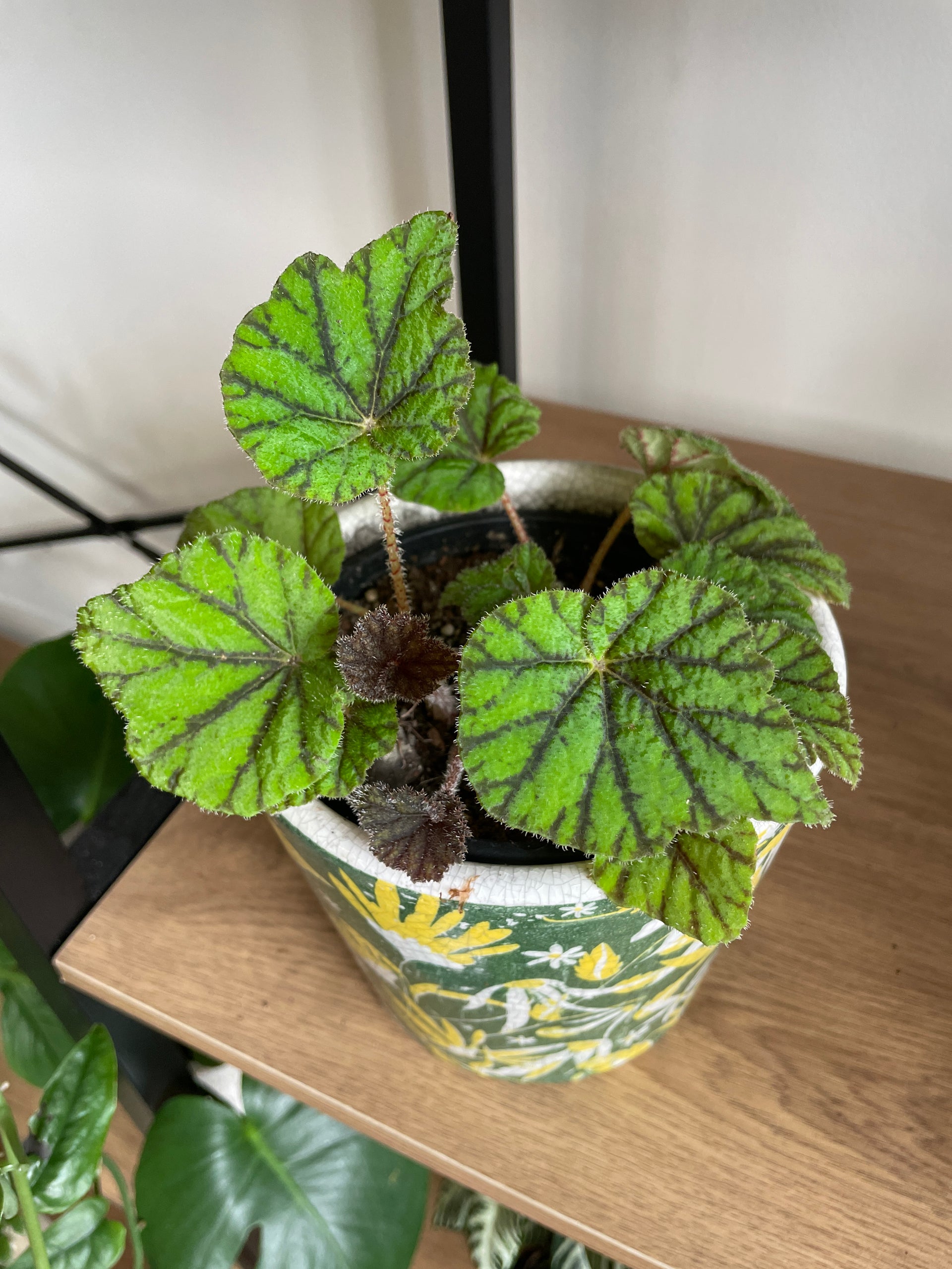 indoor begonia plants for sale Begonia incarnata | Metallic Leaf Houseplant