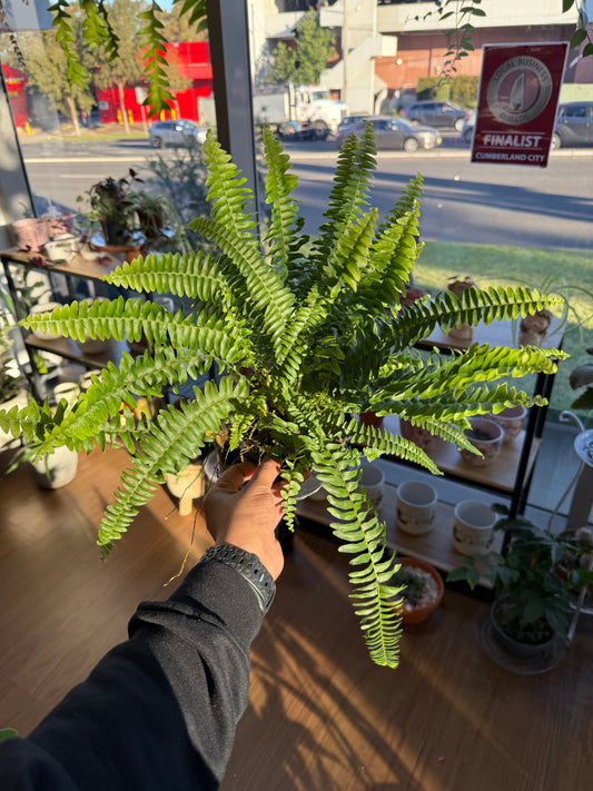 Boston Fern – Nephrolepis exaltata