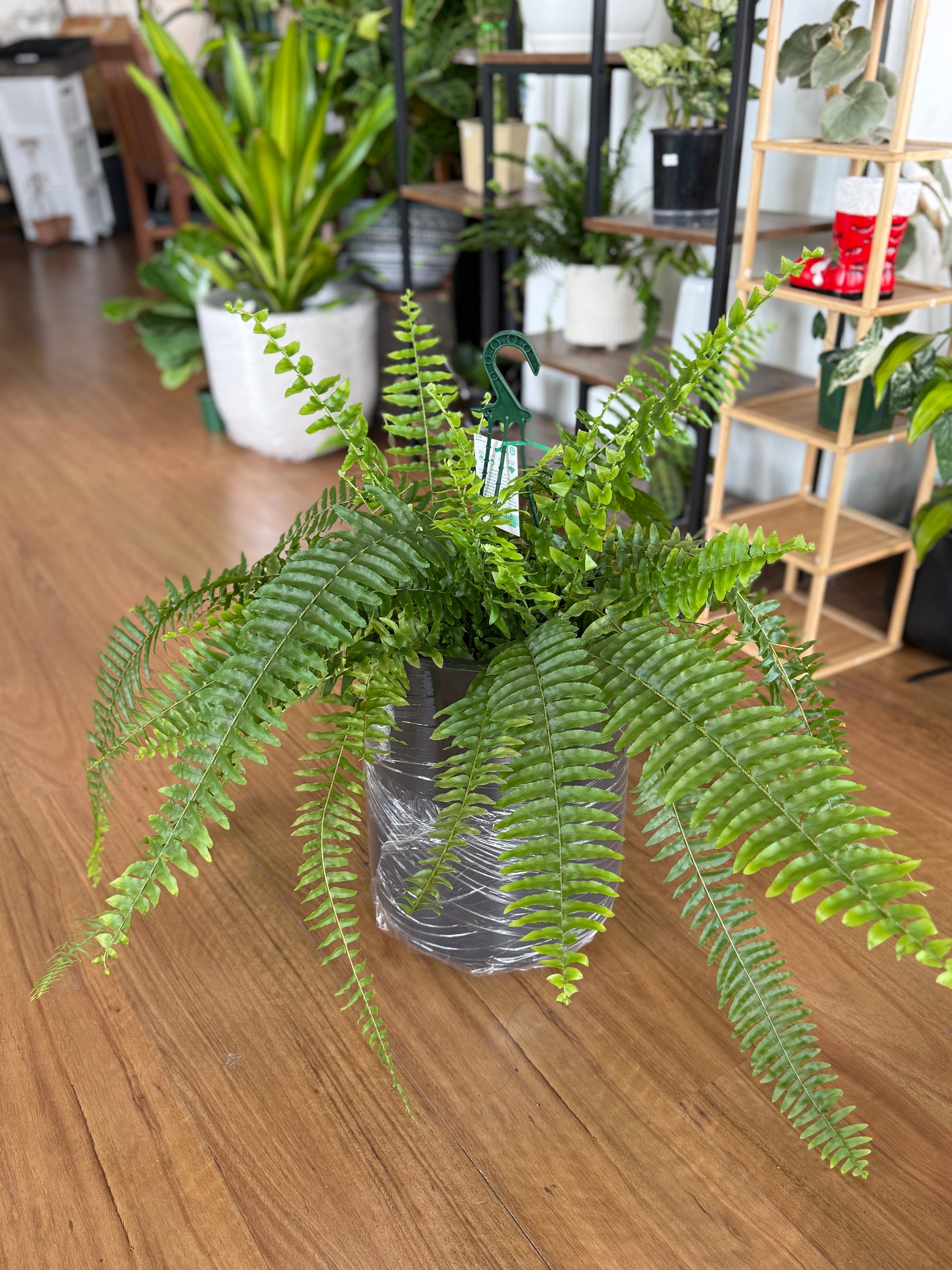 indoor plants boston fern Buy Boston Fern (Nephrolepis exaltata)