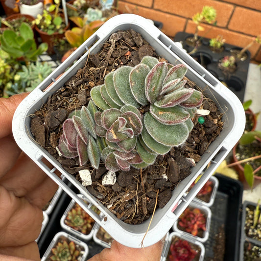 Crassula ‘Kim’s Surprise’