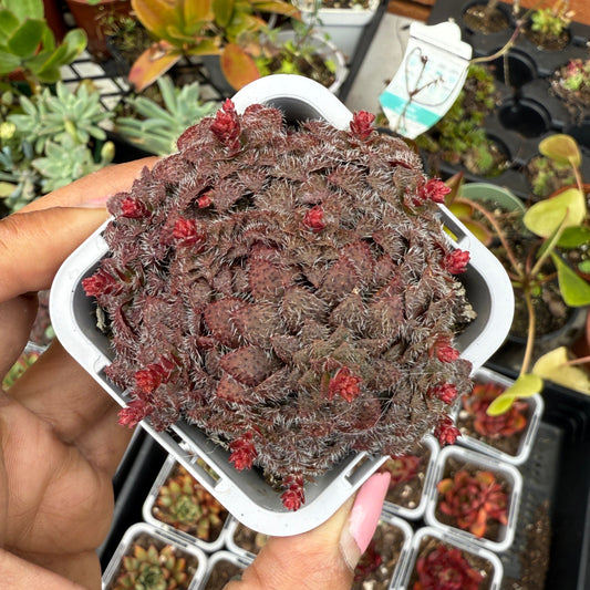 Crassula 'Setulosa'