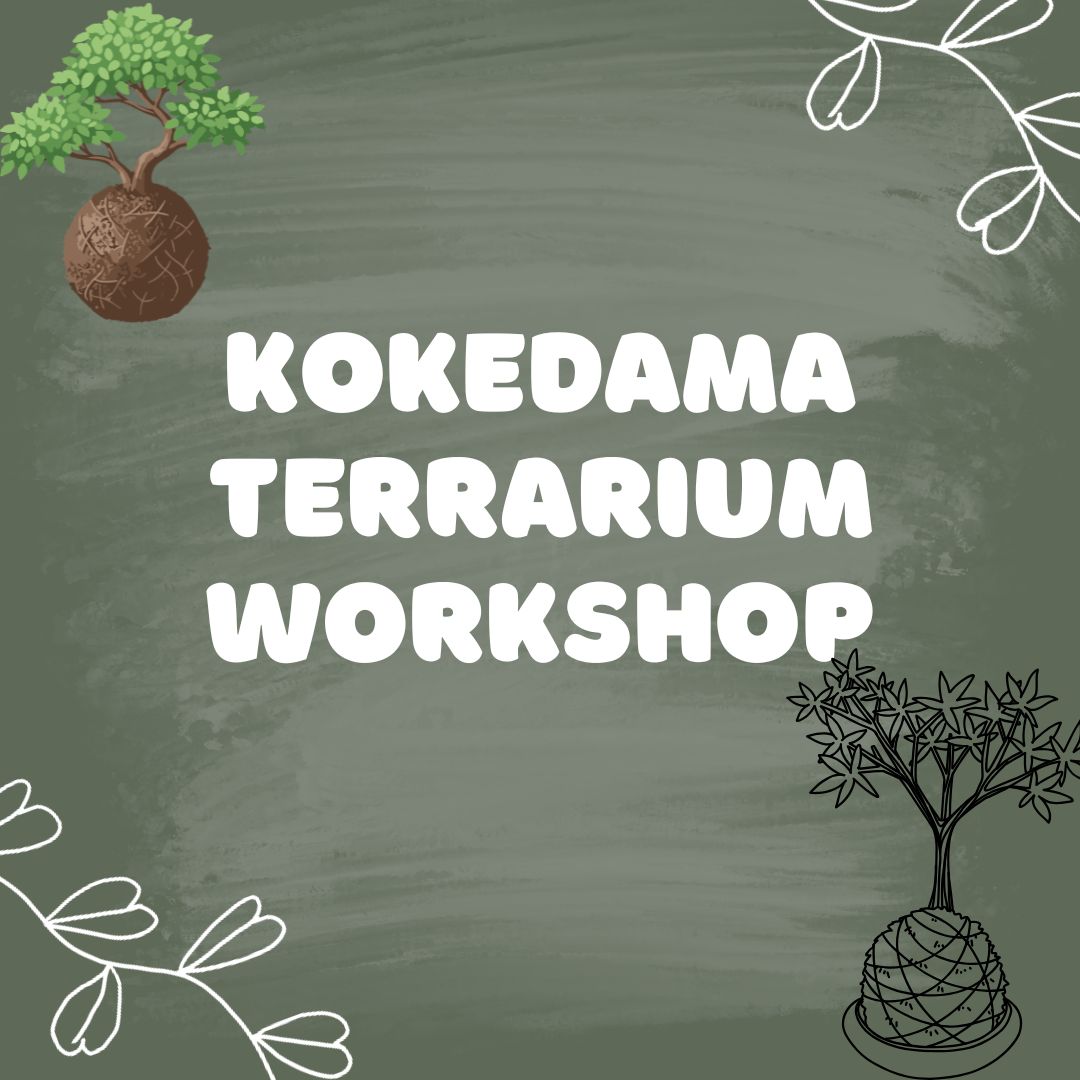 Kokedama Workshop – Create Your Own Moss Ball Magic! 🌱
