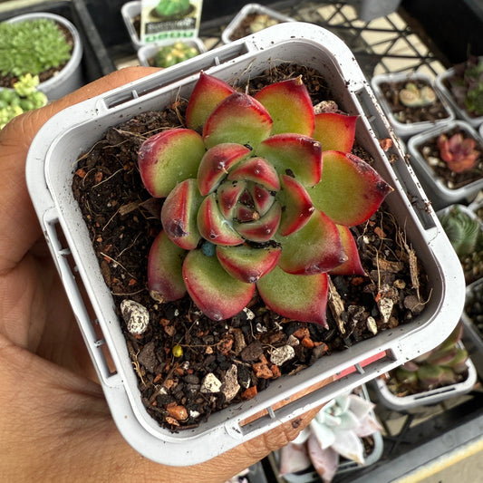 Echeveria Fire Pillar