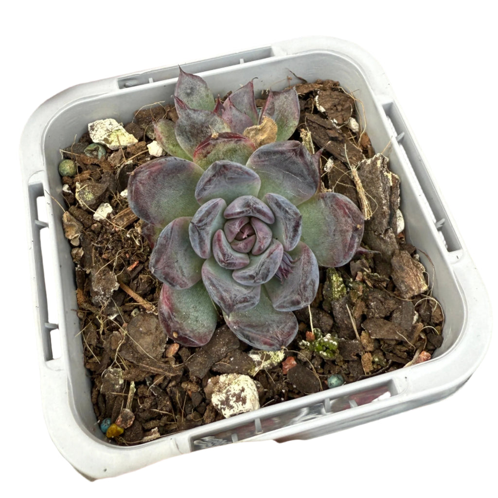 Echeveria ‘Super Black’