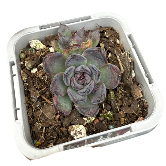 Echeveria ‘Super Black’