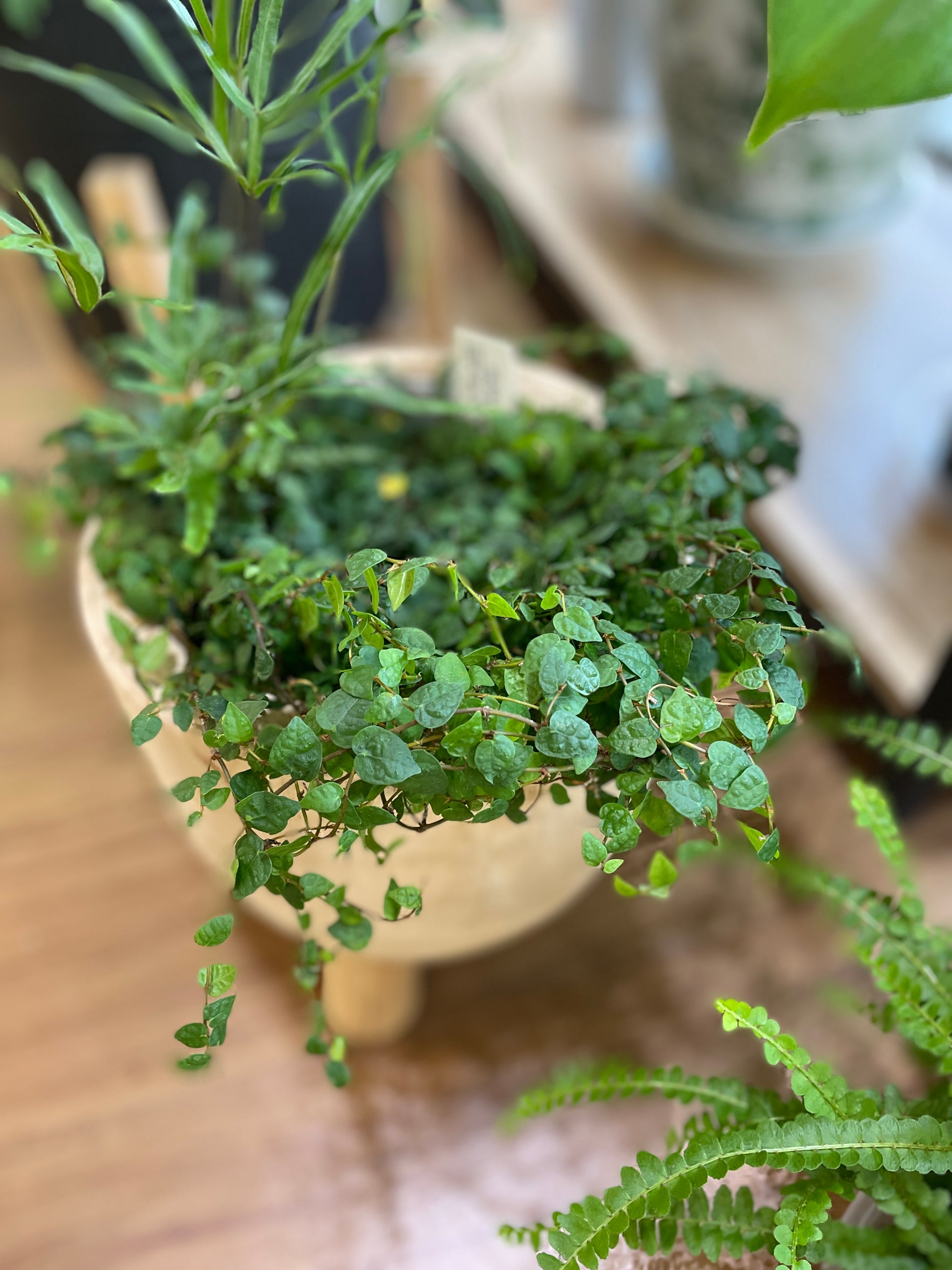 ficus minima for sale near me