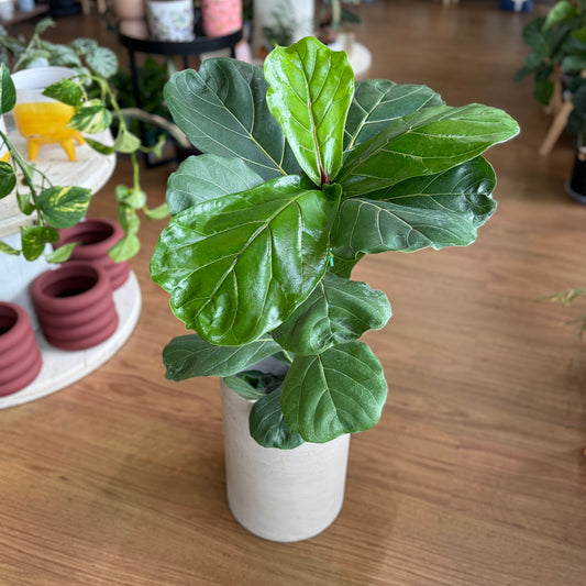Ficus lyrata (Fiddle Leaf Fig)