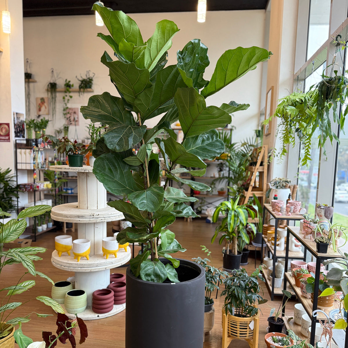 Ficus Lyrata- Fiddle Leaf Fig (300mm)