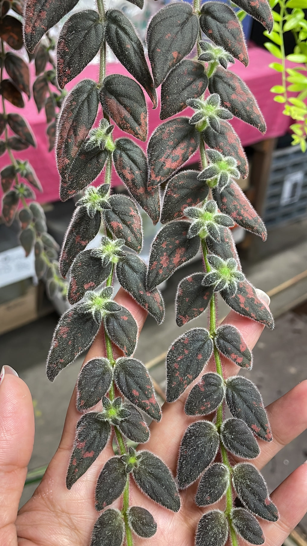 Columnea Gloriosa (No Flowers) - Wera Plants
