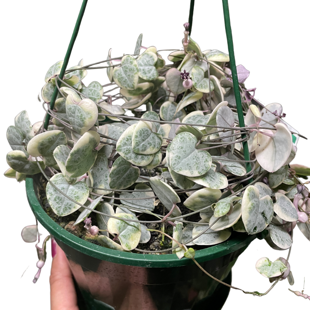 Ceropegia Woodi Variegated Chain of Hearts (white form)