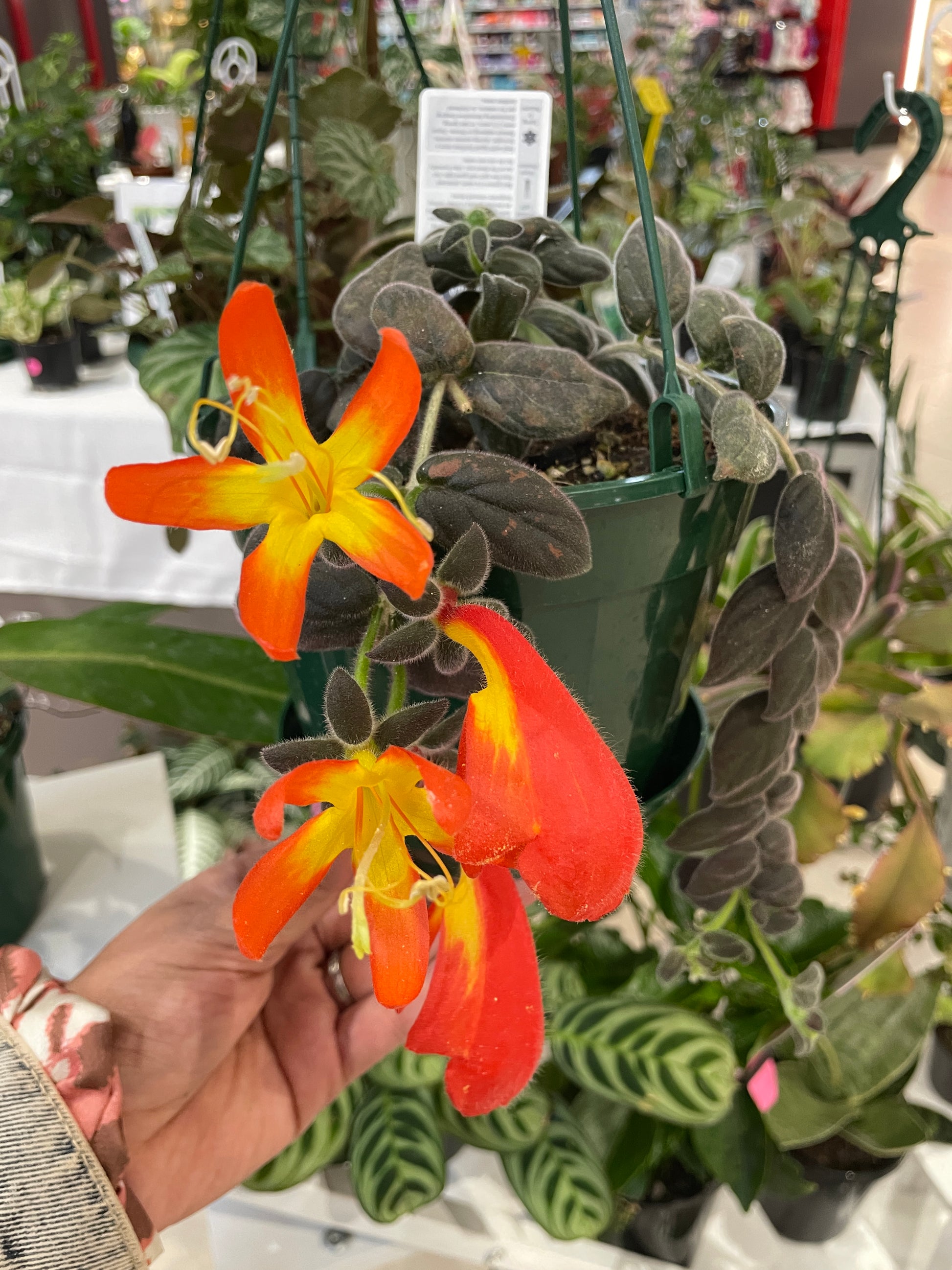 Columnea Gloriosa (No Flowers) - Wera Plants