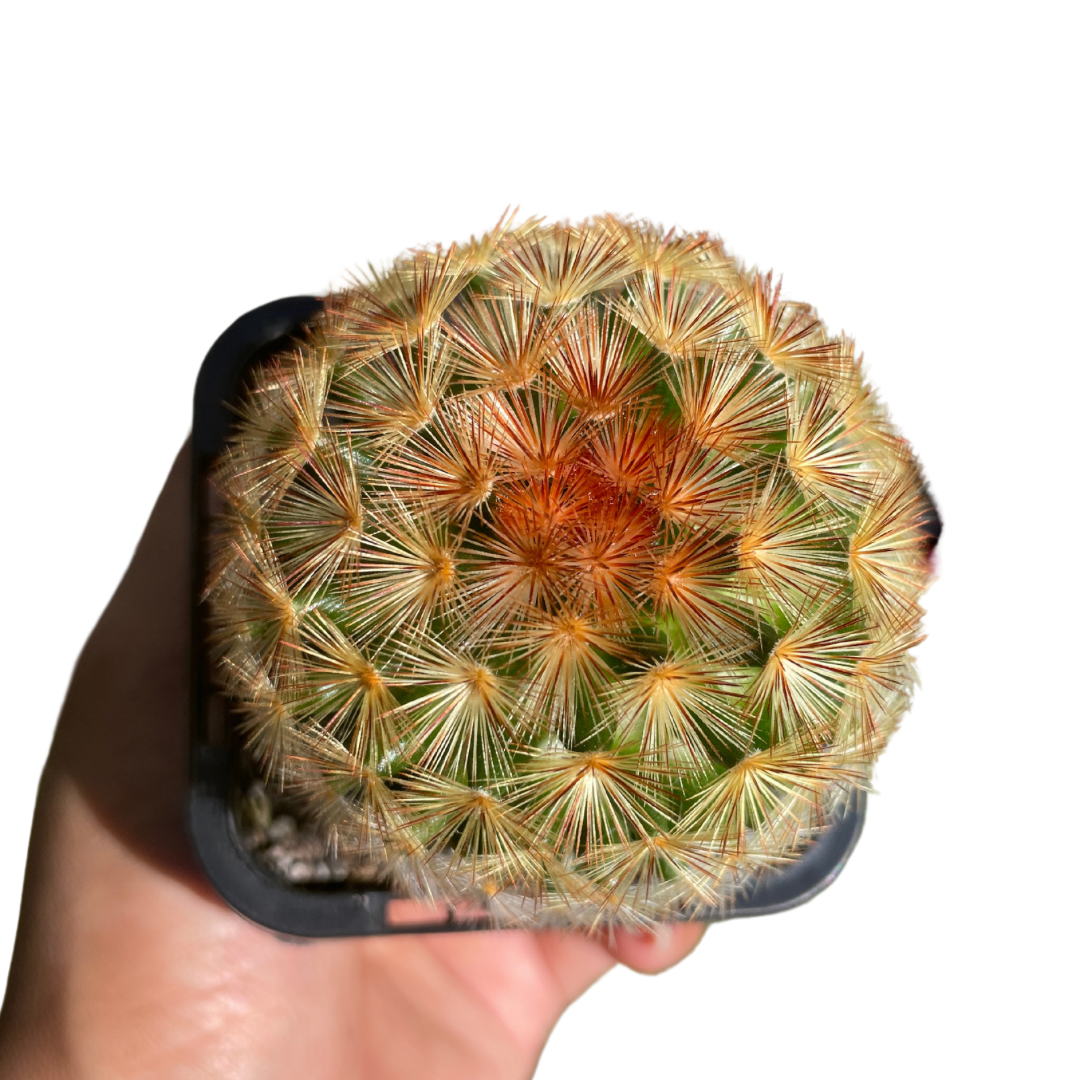 Feather Cactus - Wera Plants
