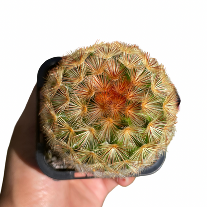 Feather Cactus - Wera Plants