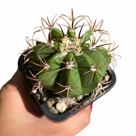 Melocactus Matanzanus