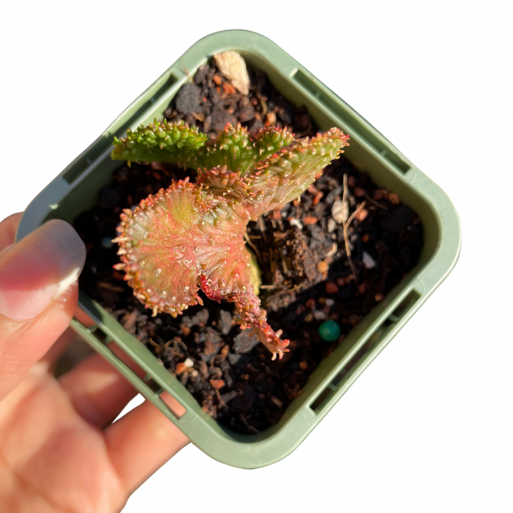 Euphorbia Caput-Medusae ‘Montrose’ - Wera Plants