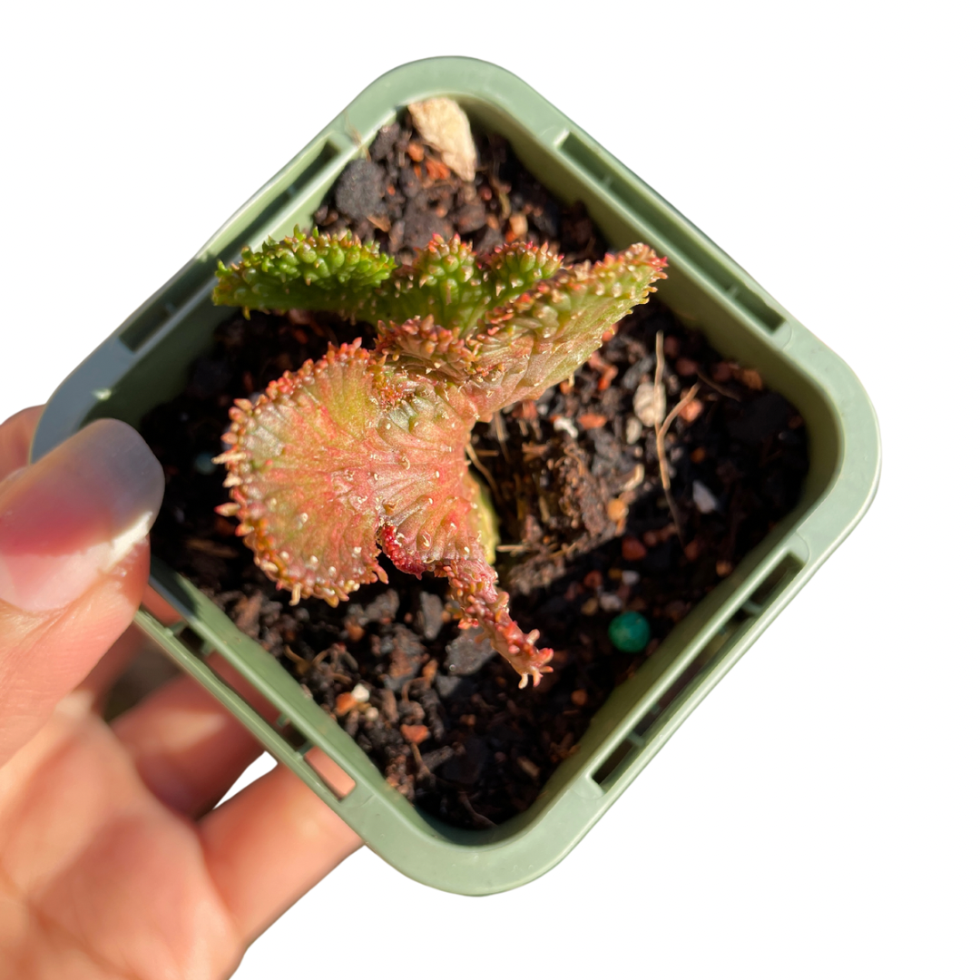 Euphorbia Caput-Medusae ‘Montrose’ - Wera Plants