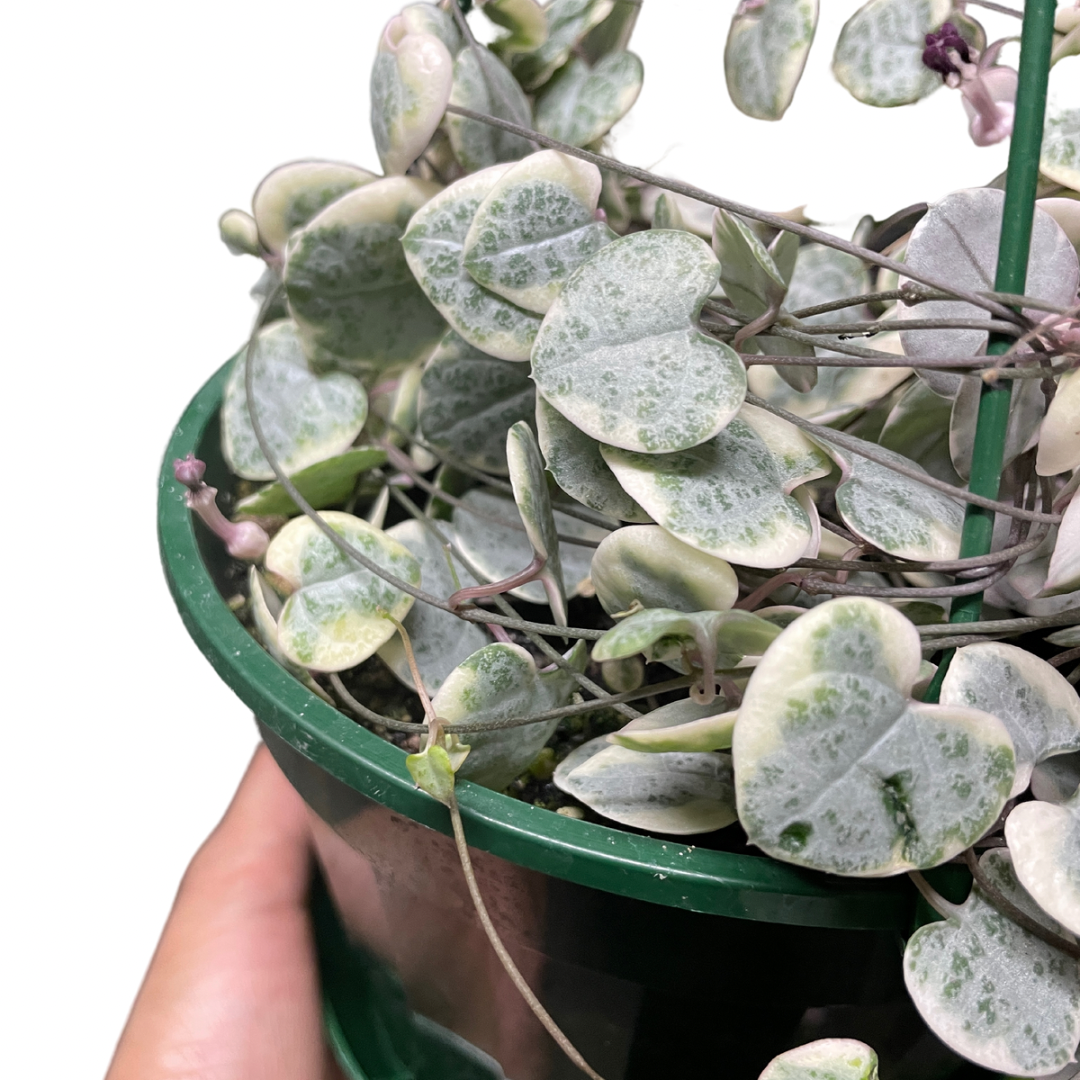 Ceropegia Woodi Variegated Chain of Hearts (white form)
