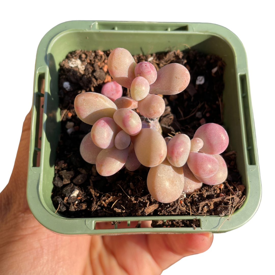 Graptopetalum Lavender Pebbles - Wera Plants