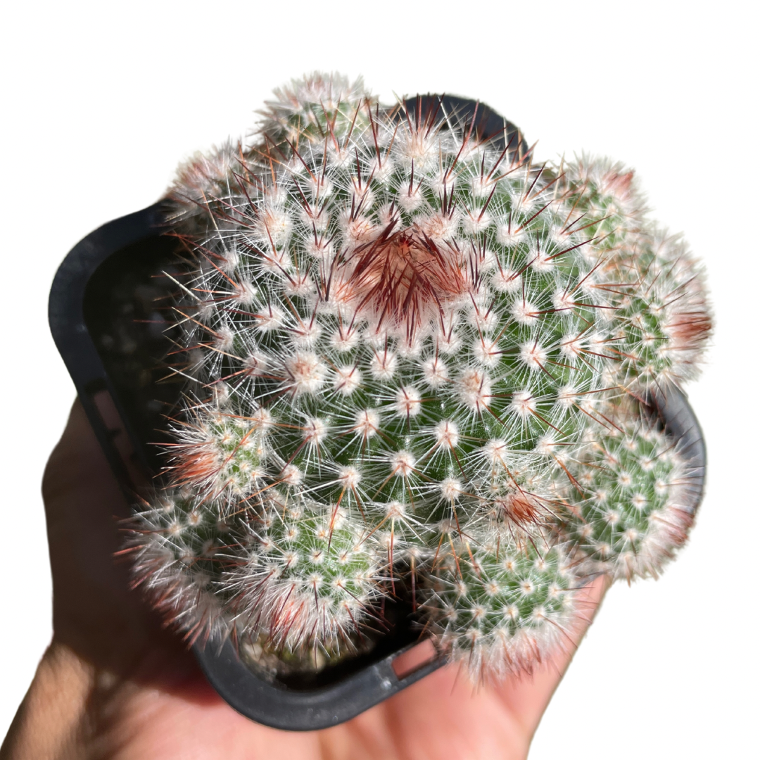 Parodia Scopa Var Splendens - Wera Plants