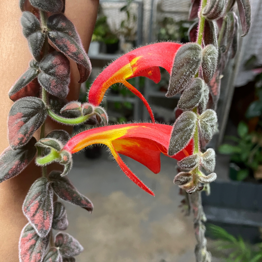 Columnea Gloriosa (No Flowers) - Wera Plants