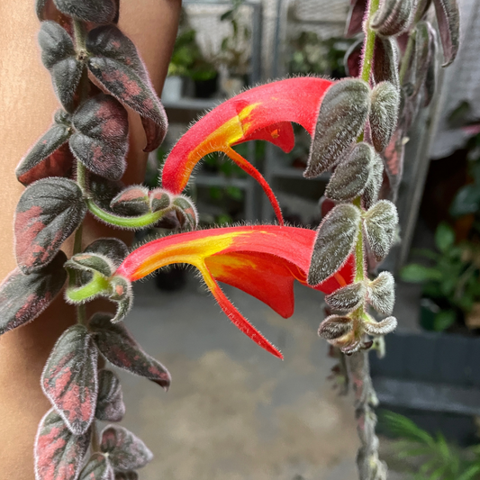 Columnea Gloriosa (No Flowers)