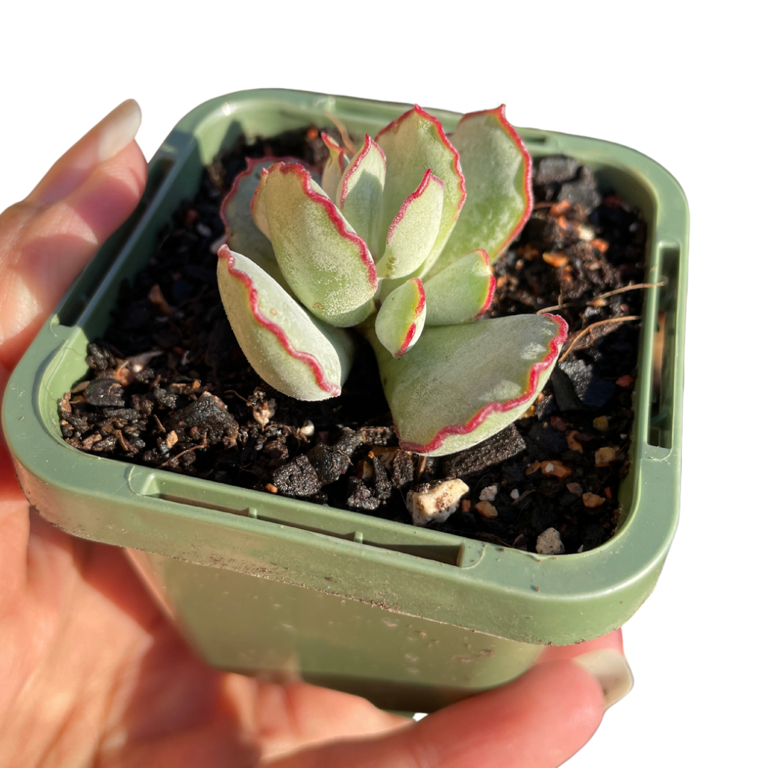 Cotyledon Choco Line