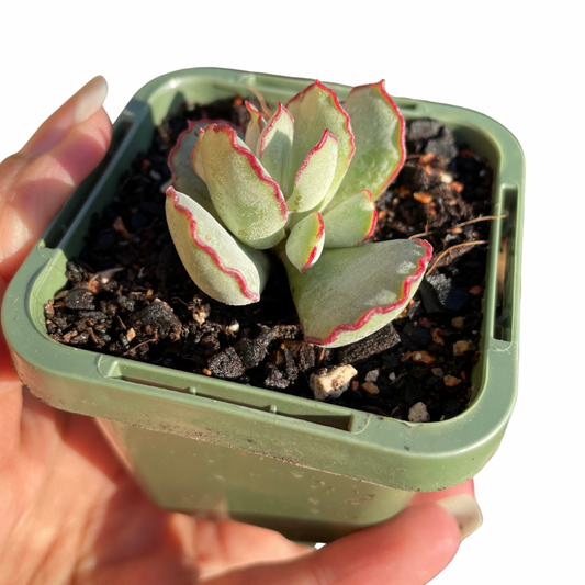 Cotyledon Choco Line - Wera Plants
