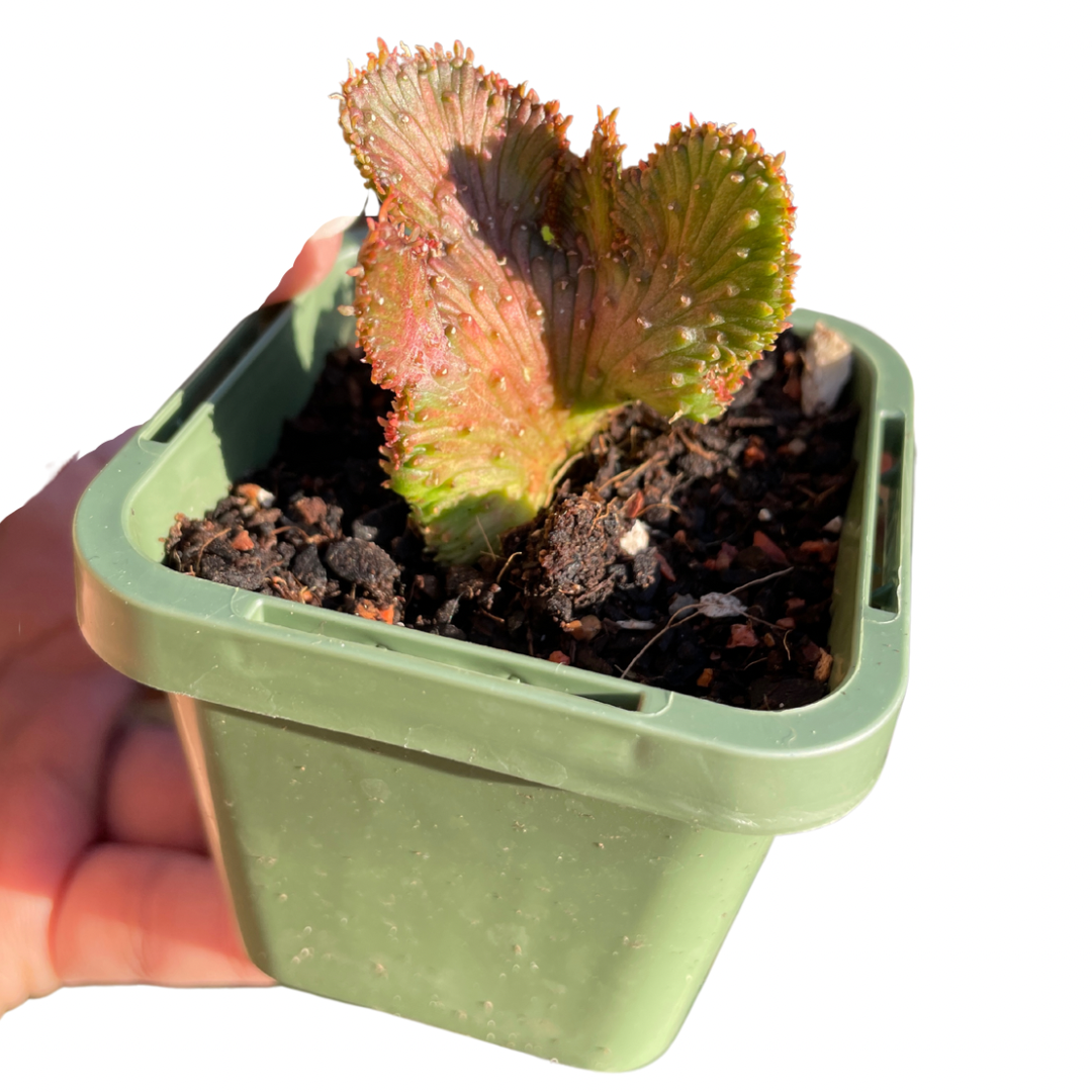 Euphorbia Caput-Medusae ‘Montrose’ - Wera Plants