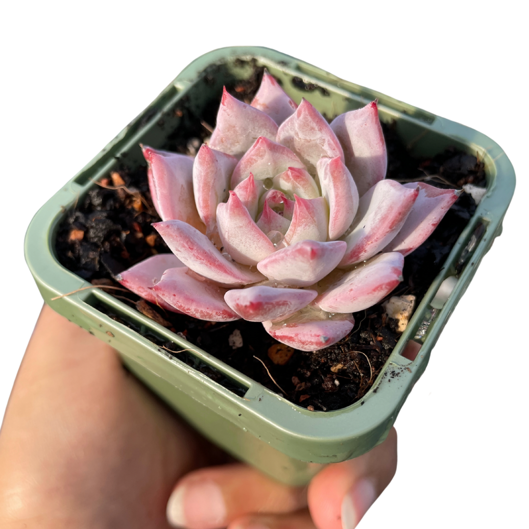 Echeveria Bluebird