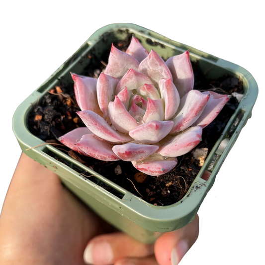 Echeveria Bluebird - Wera Plants