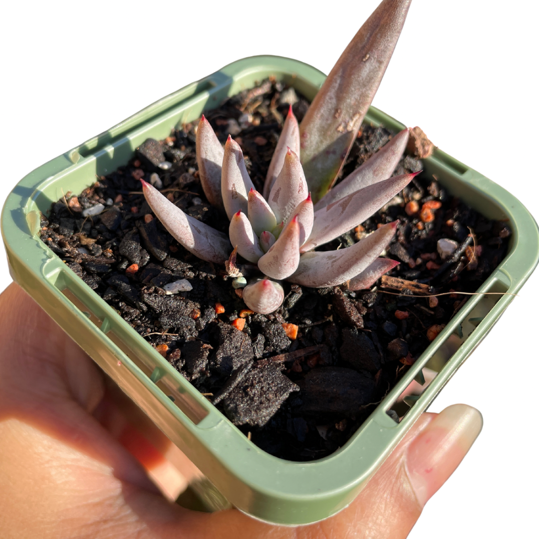 Echeveria ‘Unguiculata’