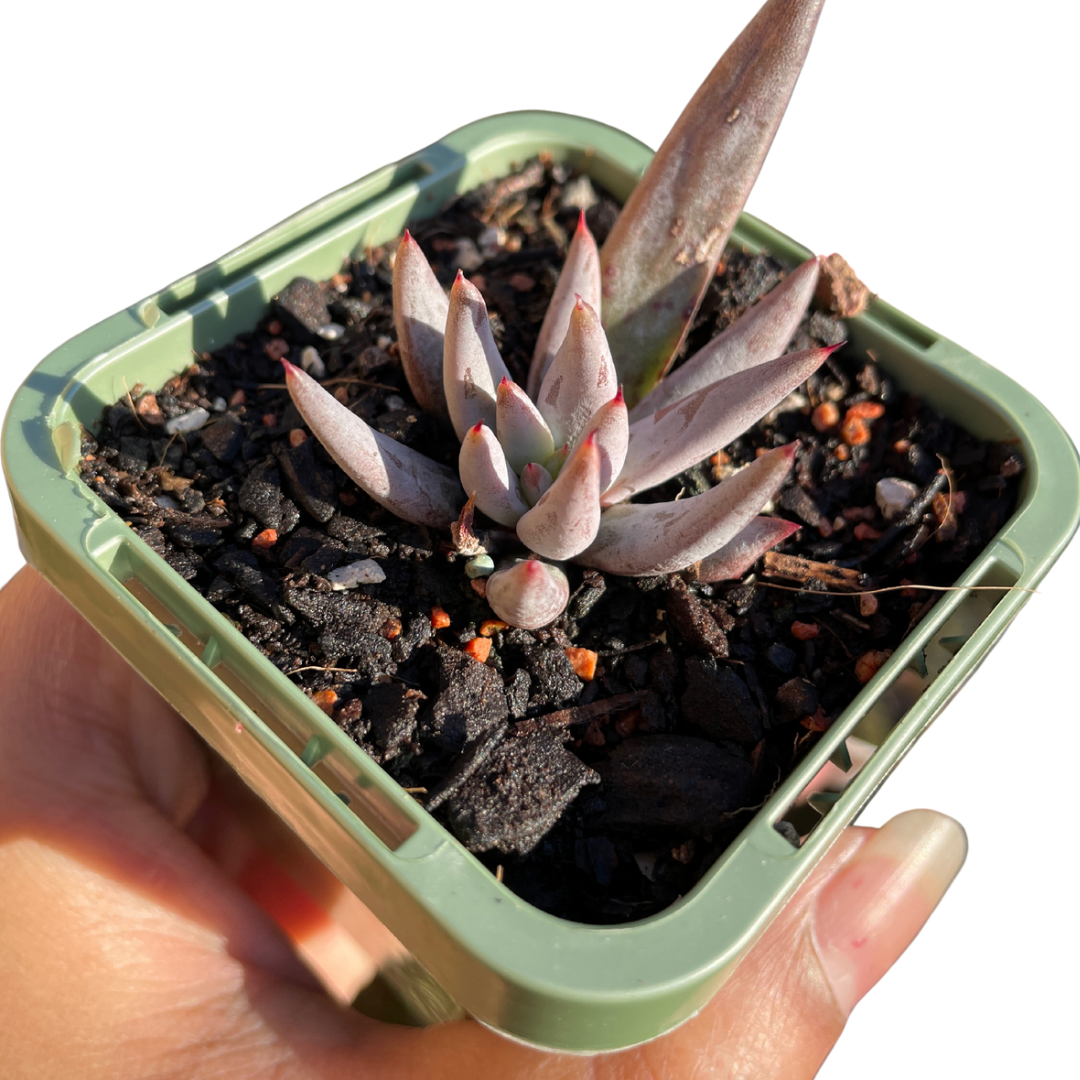 Echeveria ‘Unguiculata’ - Wera Plants