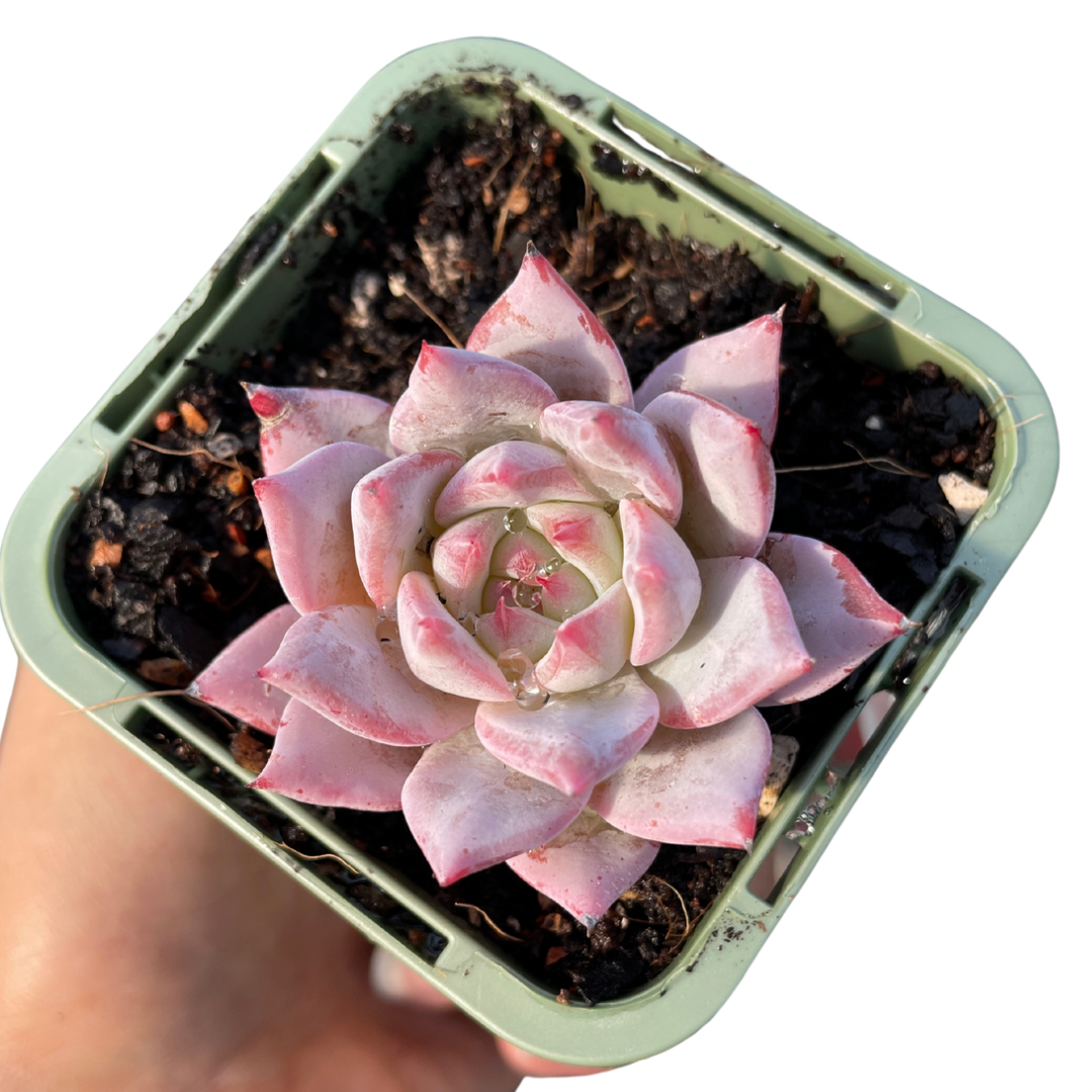 Echeveria Bluebird