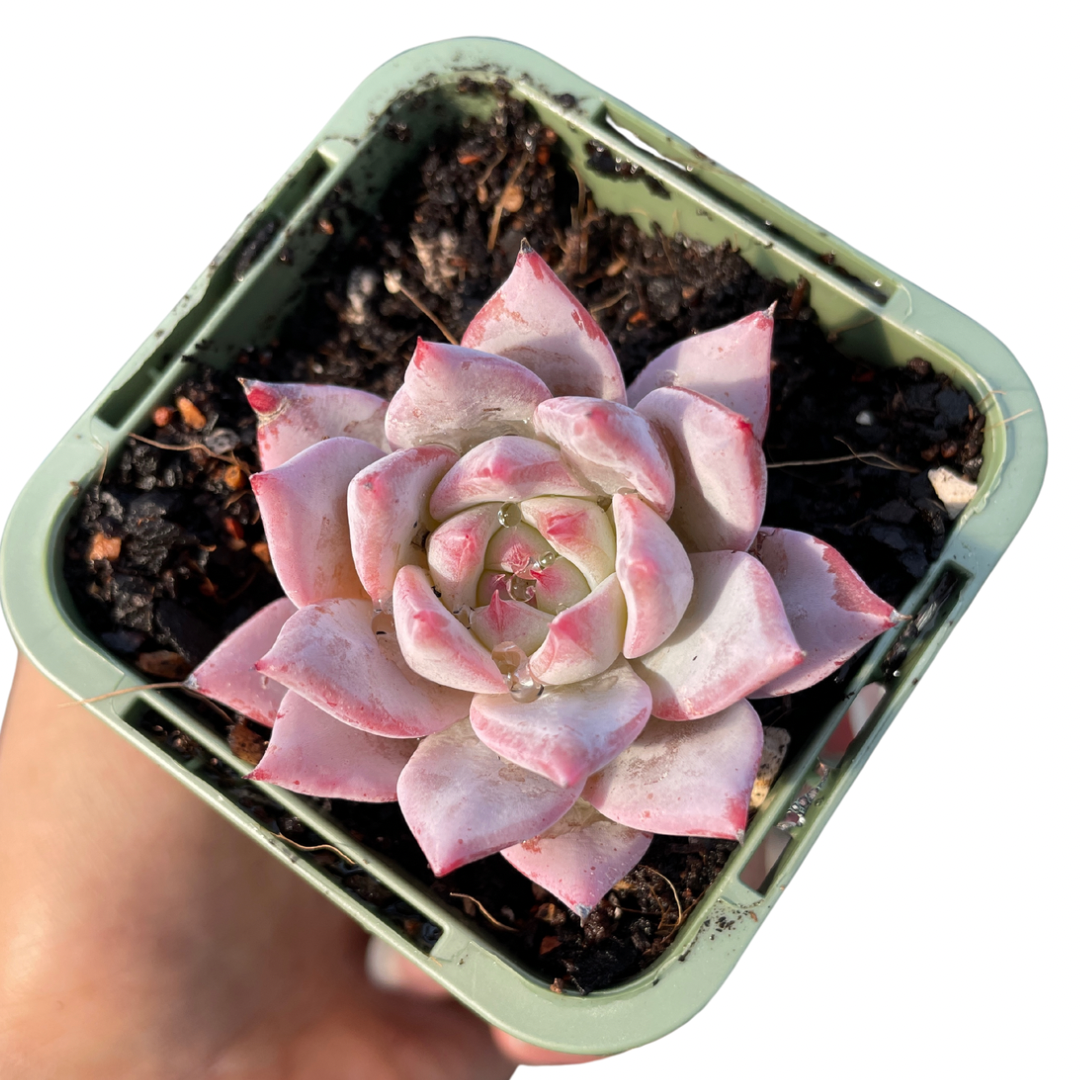 Echeveria Bluebird - Wera Plants