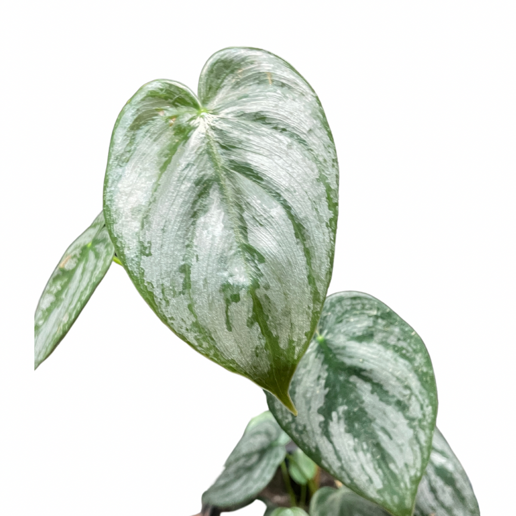 Philodendron Sodiroi - Wera Plants