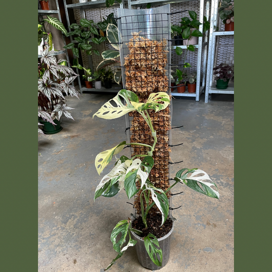 Gro Vertical Propstick Pro (pick up only) - Wera Plants