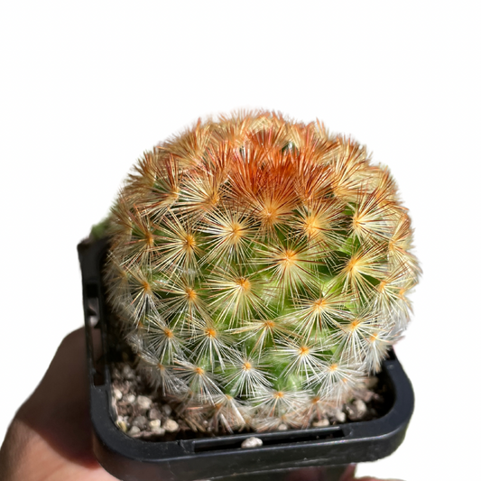 Feather Cactus - Wera Plants