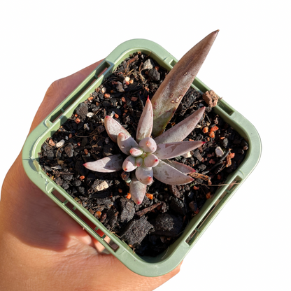 Echeveria ‘Unguiculata’ - Wera Plants