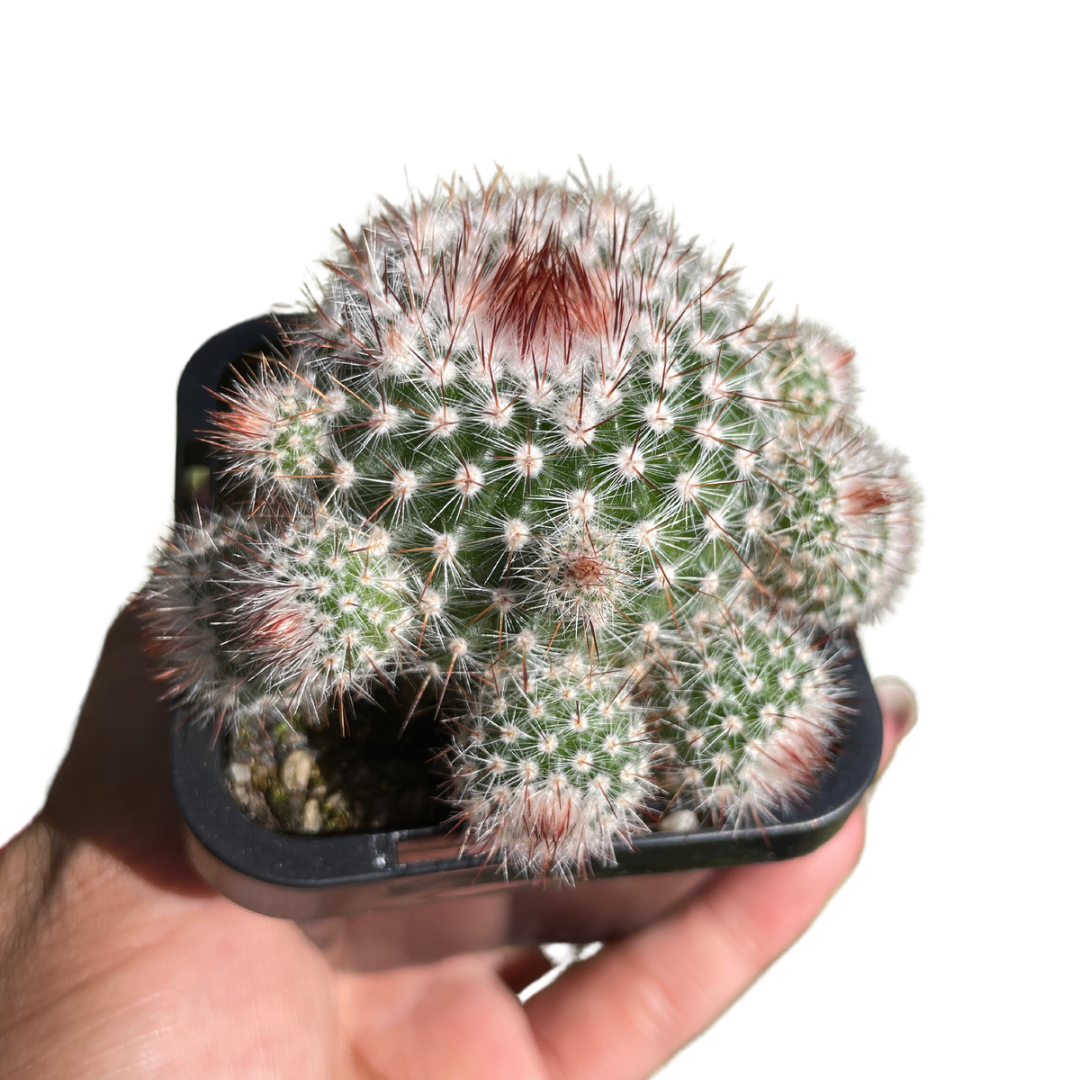 Parodia Scopa Var Splendens - Wera Plants