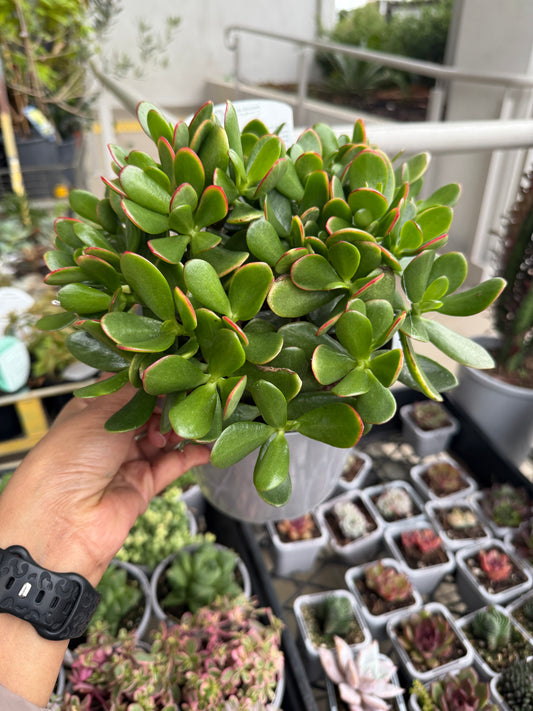 Crassula ovata 'Jade Plant' 🌿💚