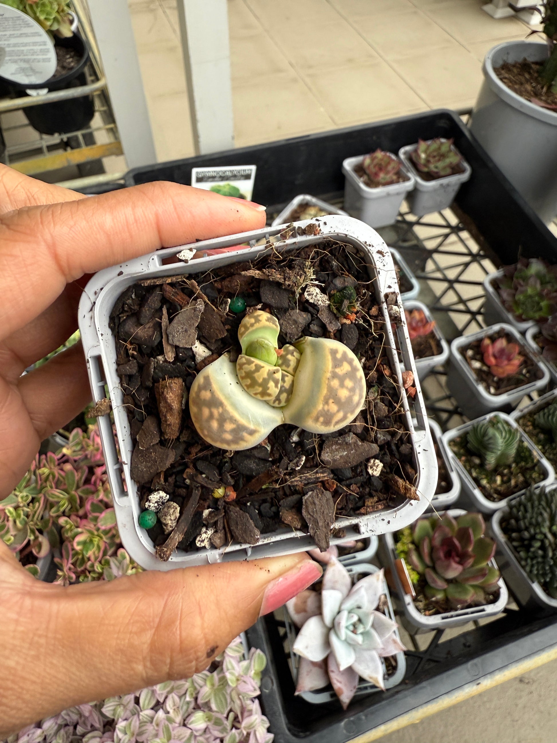 Lithops 'Living Stone'