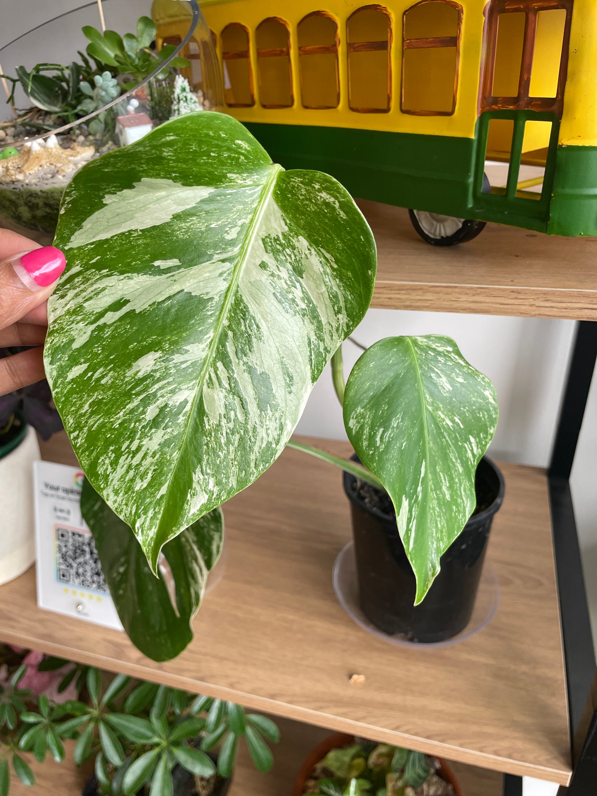 Rare variegated indoor plants