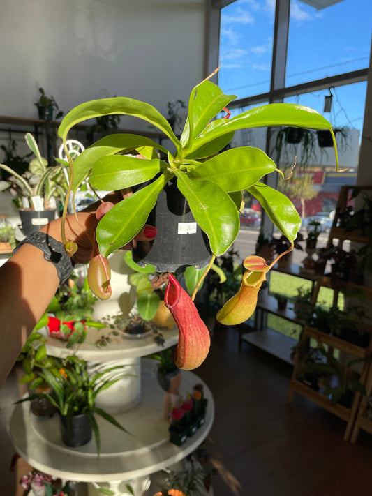 nepenthes for sale near me

