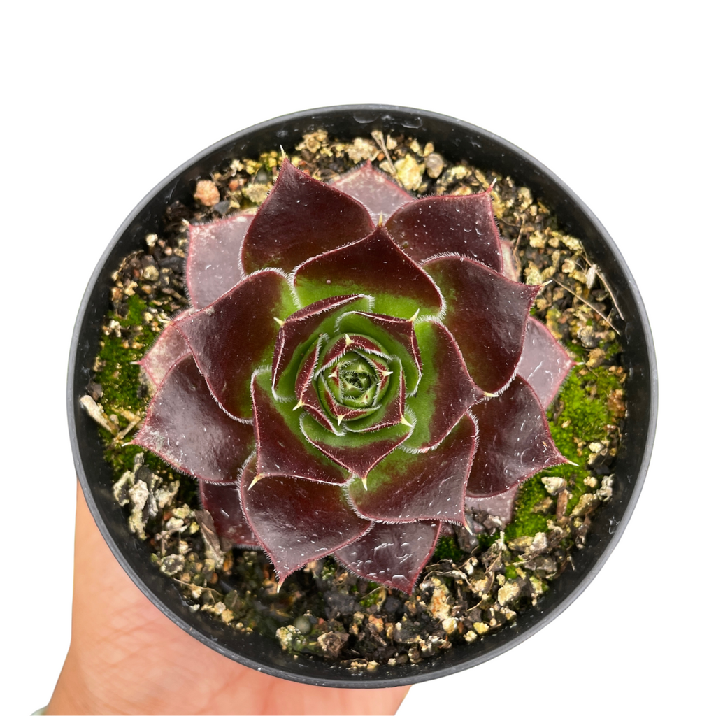 Sempervivum Jovibarba Heuffelii