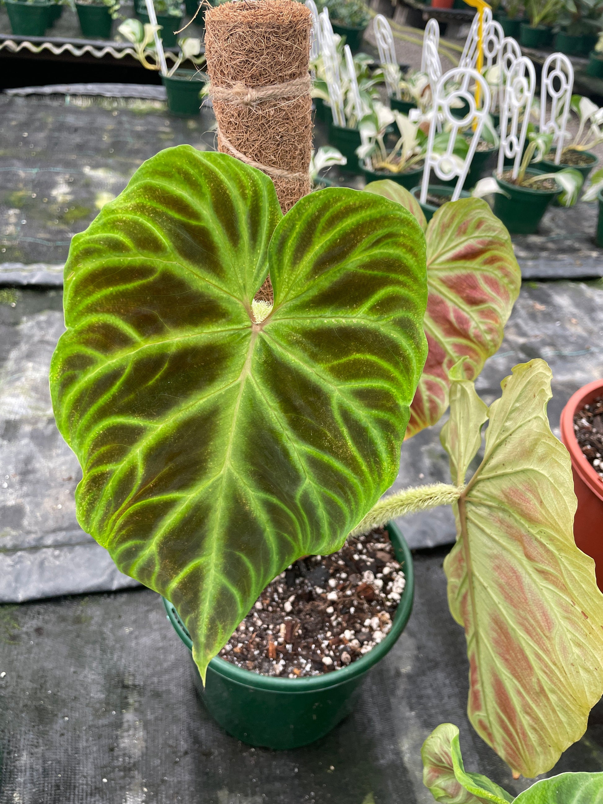 philodendron verrucosum for sale australia Philodendron Verrucosum – Wera Plants